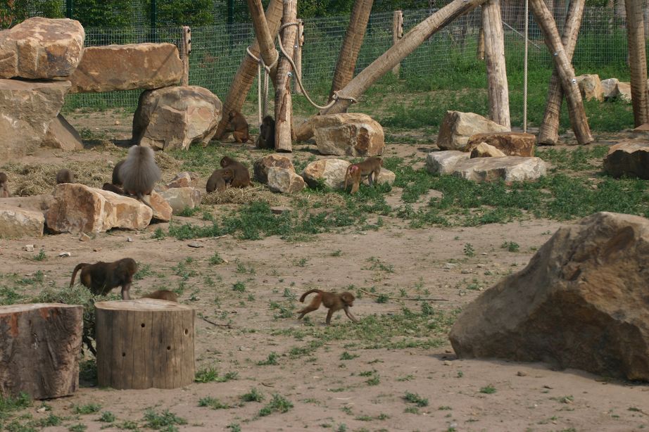2011040701144242_k-Zoo 118.jpg